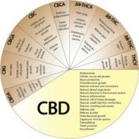 CBD og andre cannabinoider i CBD olien